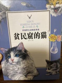 《贫民窟的猫》第一集