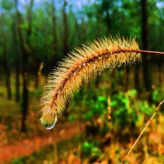 《秋雨》张爱玲