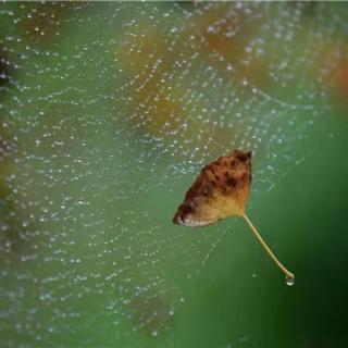 《秋雨》张爱玲‖习诵:心轻草香