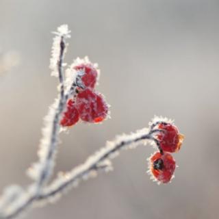 最悠然自得的立冬诗：《立冬后作》