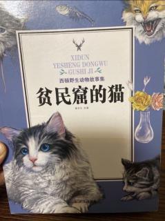 《贫民窟的猫》第七集