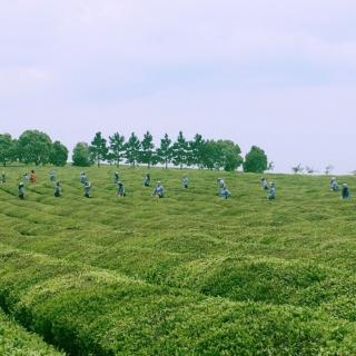 周轶说茶：信阳毛尖的种类