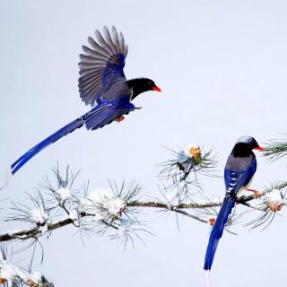 红嘴蓝鹊：山中的仙子，幸福的青鸟
