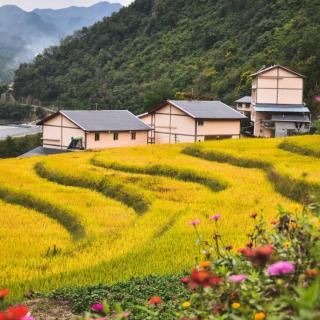 《搭船的鸟》和《金色的草地 》