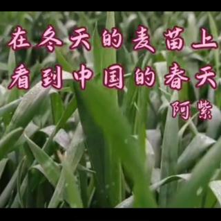 幽谷兰香《在冬天的麦苗上 看到中国的春天》