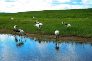 保护湿地，中国是榜样！（小耳朵周末新闻角）