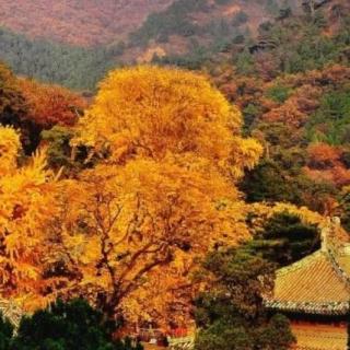 红梅朗诵《北京的秋》作者：孙月龙
