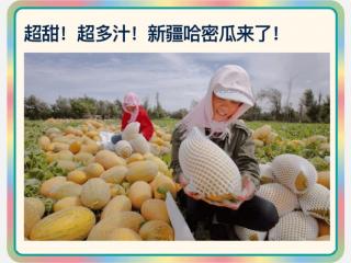 20220617超甜超多汁的新疆哈密瓜🍈來了