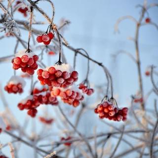 《小雪》——愁人正在书窗下，一片飞来一片寒