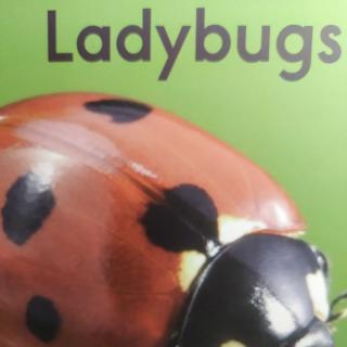 Sissie读Raz C ladybugs