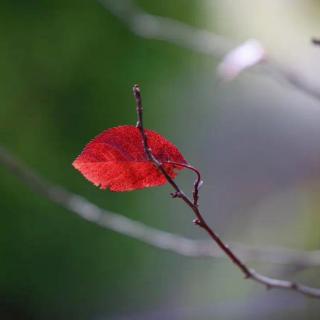 《深秋的落叶》文/青梅