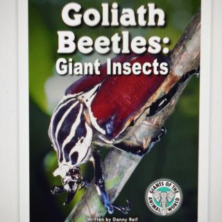 Goliath Beetles：Giant Insects