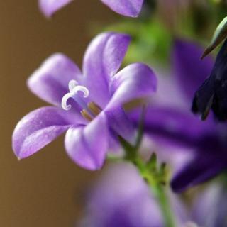美文欣赏《紫色花》作者阿紫