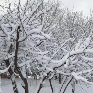 冬雪