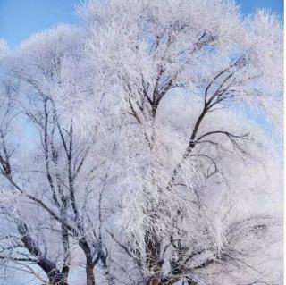 雪落倾城，念在心中 作者：映日清荷