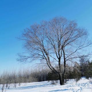 枯坐 作者雪小禅