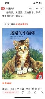 迷路的小花猫