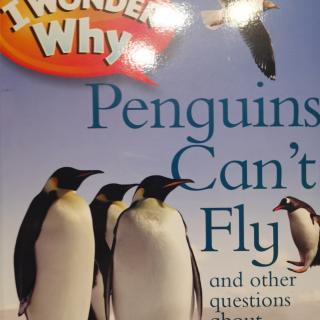 I Wonder Why Penguins  can＇t  F｜y