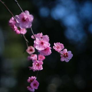 《桃花源记》蒋勋