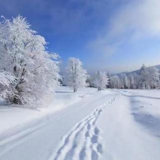 《雪》 作者/阳光波