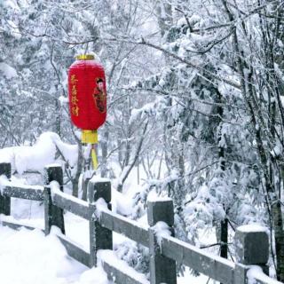 《雪姑娘飘飘洒洒地来了》 作者/李延庄子