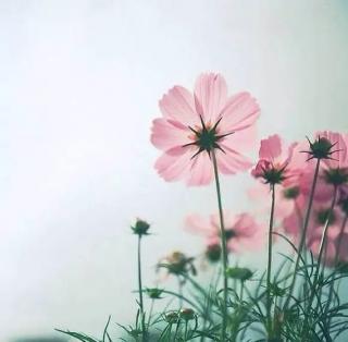 每一个生命都是一朵花     作者：晓念