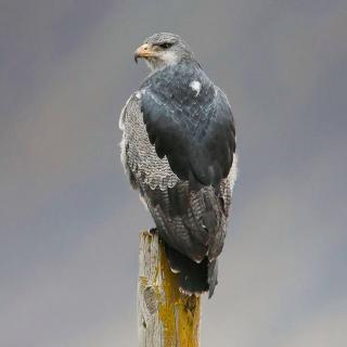 潘帕斯雄鹰已如愿高飞，它动物学名字是鵟雕