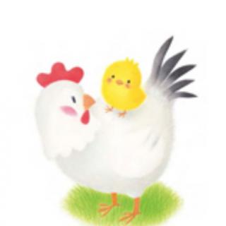 《迷路的小鸡🐔》