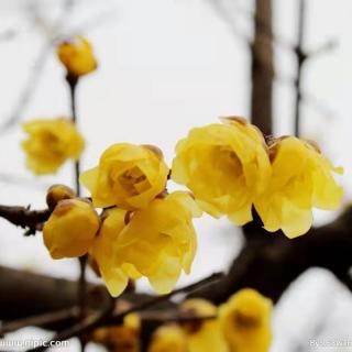 《在冬天的麦苗上，看到中国的春天》作者：阿紫 朗诵：风荷