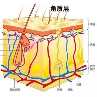 角质屏障的基础-细胞套膜