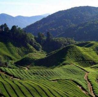 周轶说茶：宁静的雾里村