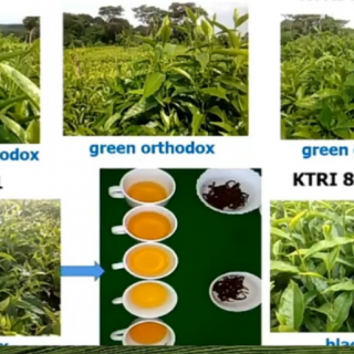 周轶说茶：古六大茶山概述