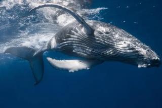《海底两万里》第七章不知其种属的鲸鱼