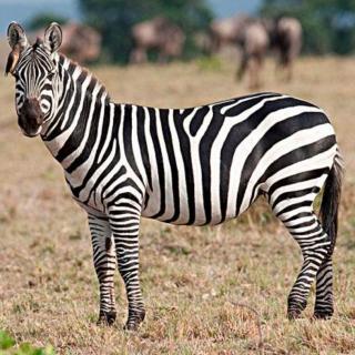 43.3 Z z zebra