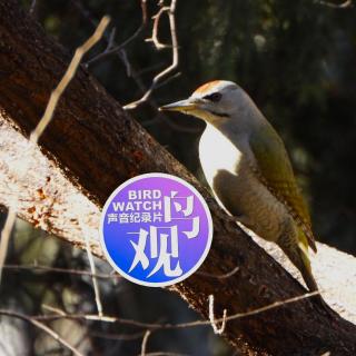 心灵的慰藉：阳光、竹林和灰头绿啄木鸟