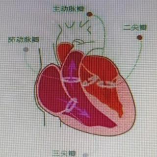 双腿决定心脏健康