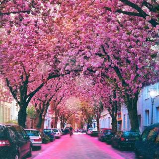开满鲜花的秘密街道