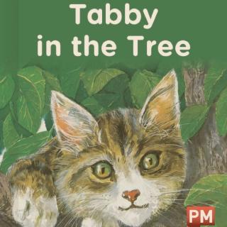 Tabby in the Tree