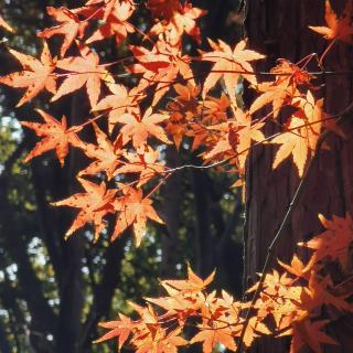 《丙辰腊八夕梦仲弟》（清）赵崇庆＆郝雁妙音