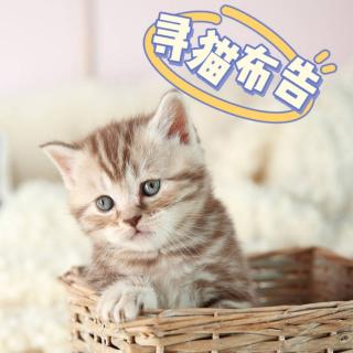 【451】《寻猫布告》睡前故事