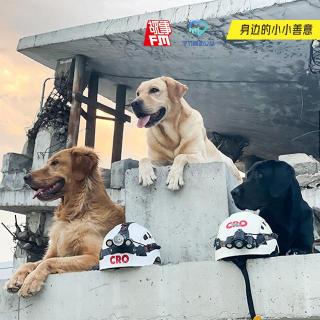 从汶川回来后，我花300万训练出中国的搜救犬