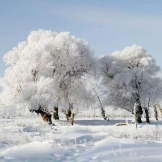 海鸥诵读《借一场大雪》（作者:碑林路人）