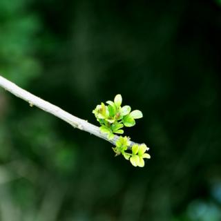 《春》朱自清