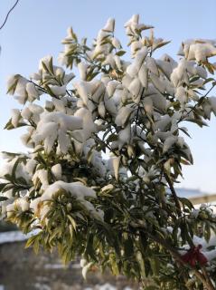 《世说新语》言语第二 儿女咏雪