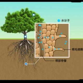 百科宝典【184】《植物的运输通道》