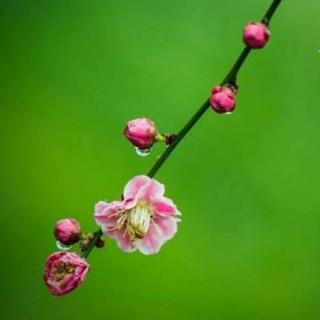 春雨