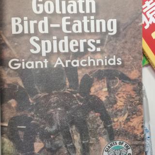 Goliath Bird Eating Spiders: Giant Arachnids