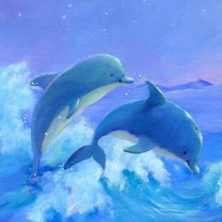 幸福的小海豚🐬