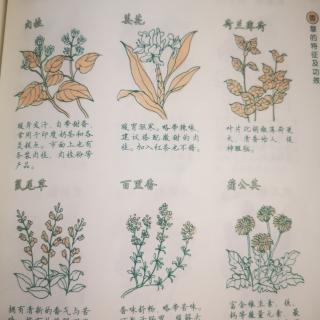 《你不懂茶》—常见香草的特征及功效