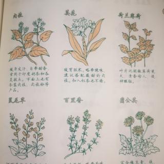 《你不懂茶》—黄山贡菊、玫瑰花茶